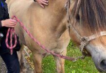 Politie vangt paard dat door Dordrecht galoppeert