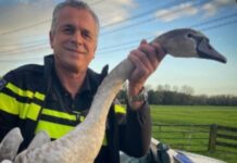 Politie redt zwaan van de dood