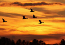 Steeds meer vogels overnachten in de Biesbosch