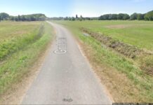 Honden bijten schaap dood