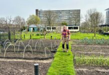 Moestuin Sliedrecht verkoopt veel minder groenten door vervuilde PFAS-grond