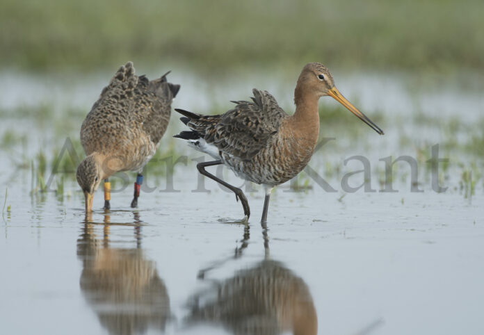 Grutto; Limosa limosa; Black-tailed Godwit