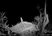 Soap visarend: boommarter eet ganzeneieren op en gaat 7TG vreemd?