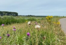 Staatsbosbeheer deelt boetes uit in Biesbosch