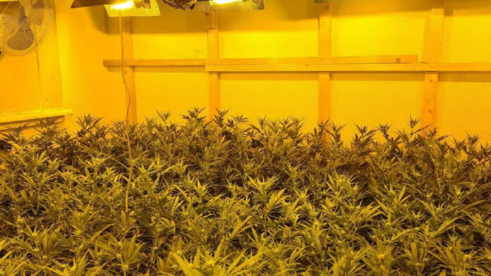 hennepkwekerij pol dordt