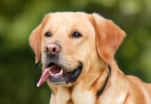 Dit zijn de populaire hondenrassen van 2024