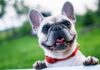 Verzorg je Franse Bulldog uitstekend met deze tips