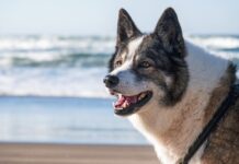 Tips om je hond te verkoelen tijdens de zomer