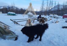 Waarom je waarschijnlijk niet de term Eskimo moet gebruiken