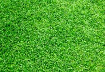 5 tips voor het kopen van graszoden