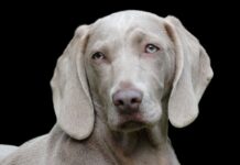 Tips om de vacht van je hond te verzorgen