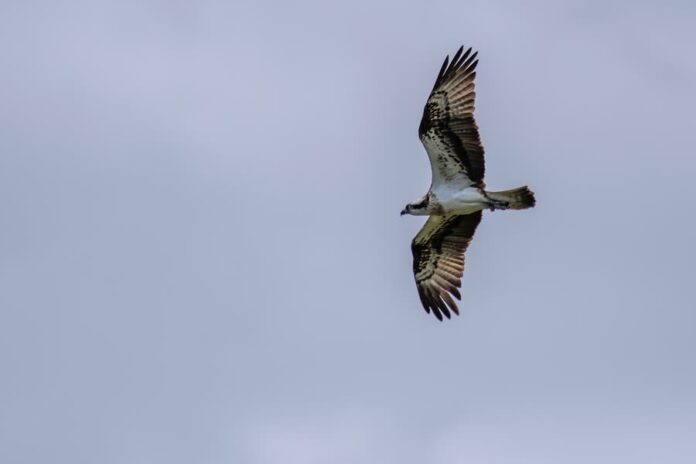 visarend 7TG jos van den elst
