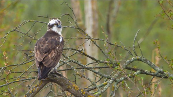visarend-man-nationaal-park-de-biesbosch