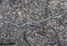 Natuurwandeling in het Alblasserbos