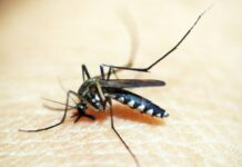 Moeten we ons gaan voorbereiden op een muggenplaag?