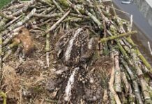 Mannetje van de visarend soap heeft beet: zijn kroost is geringd