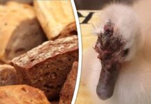 Zwaantjes sterven vreselijke dood door het voeren van brood