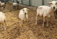 Blauwtong in Alblasserwaard en Dordrecht