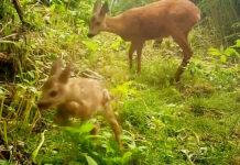Pasgeboren reekalf gespot door camera in Dordtse Biesbosch