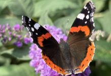 ‘De Alblasserwaard door vlinderogen’