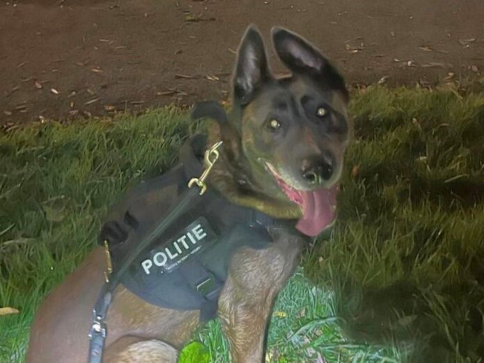 politie politiehond politie