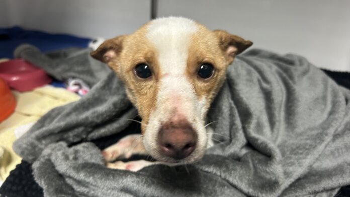 Honden Papendrecht 1