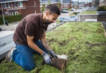 Uw dak vergroenen? Gemeente helpt inwoners graag op weg