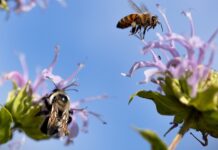 Lezing in Streeknatuurcentrum over wilde bijen